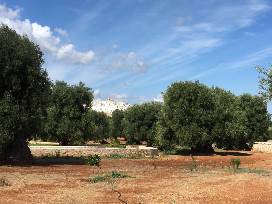 Olijfgaard op rode aarde met de witte stad Ostuni op de achtergrond