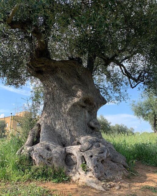 Eeuwenoude olijfboom met gedraaide stam op het Apulische platteland